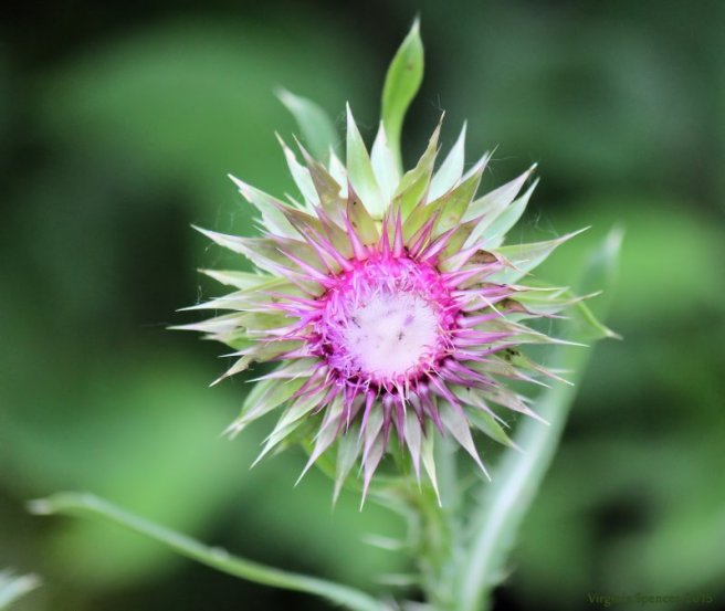 clover_photography_weed