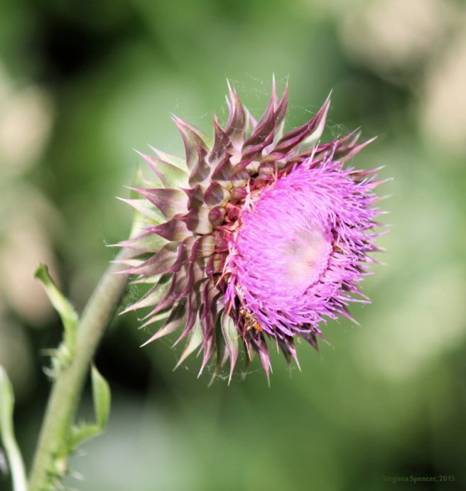 clover_weed_photography