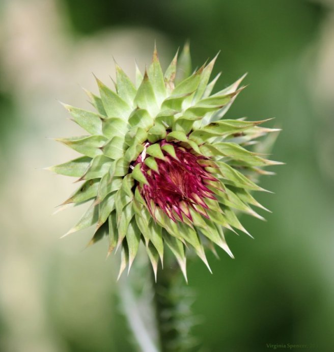 clover_weeds_photography