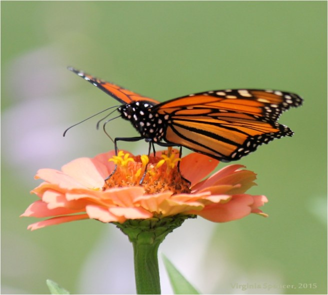 Butterfly_monarch_wings_flower
