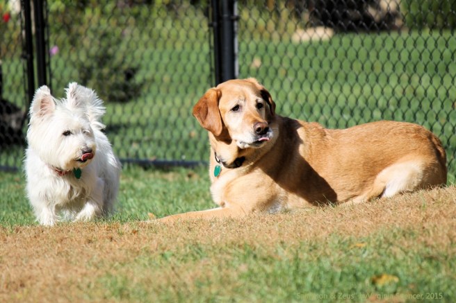 Westie Lab Retriever dog tongues small