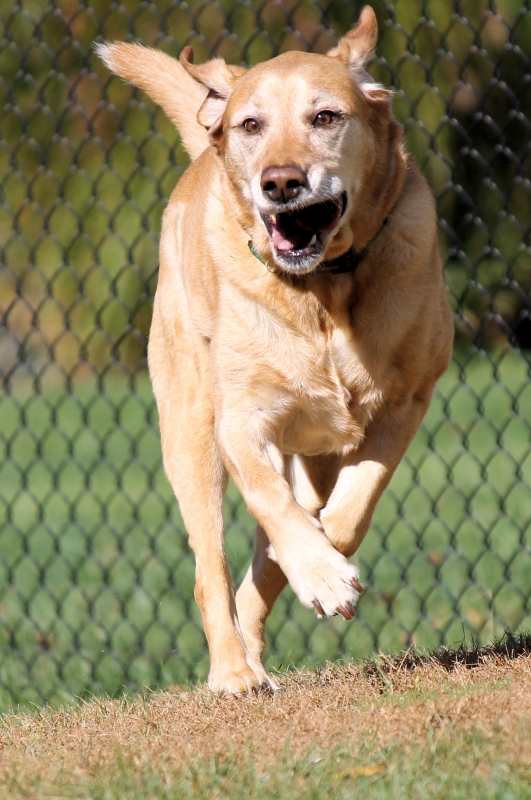Zeus lab yellow apple dog