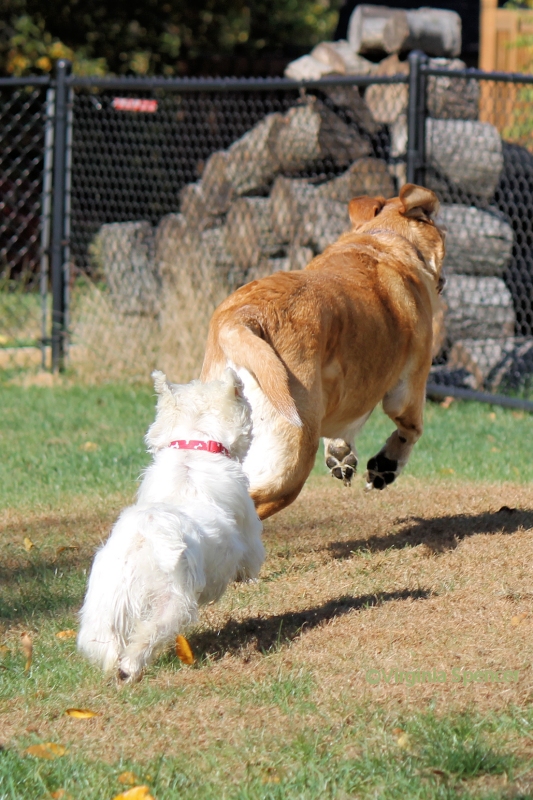 Zeus Sampson lab westie jump play