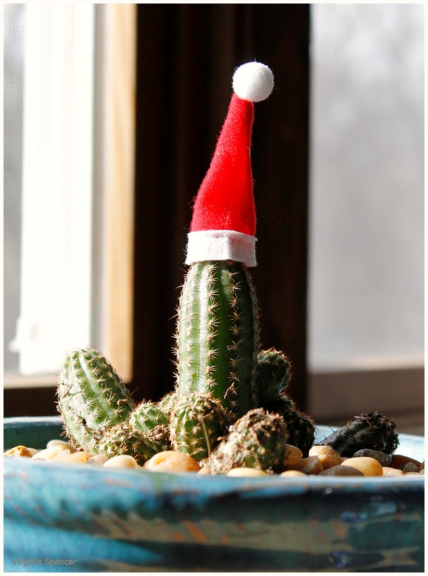 christmas cactus plant