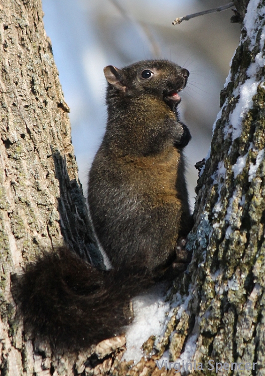 squirrel happy tree vmrs