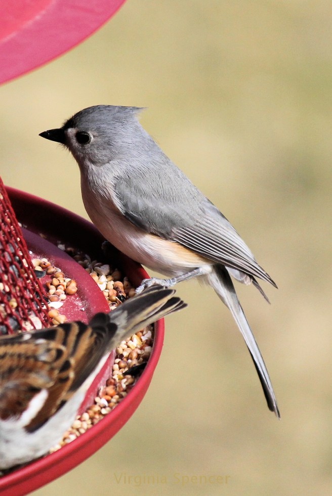 titmouse
