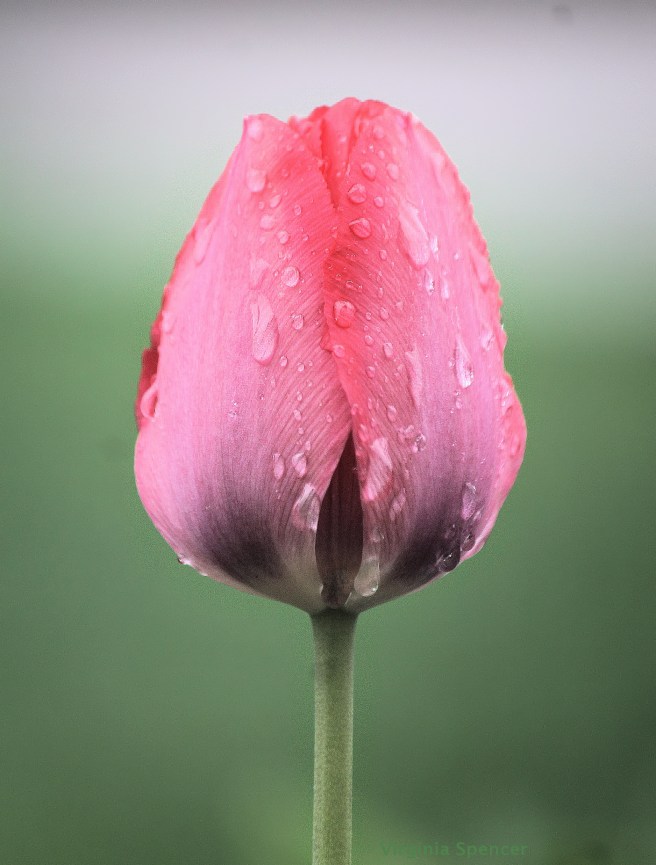 tulip