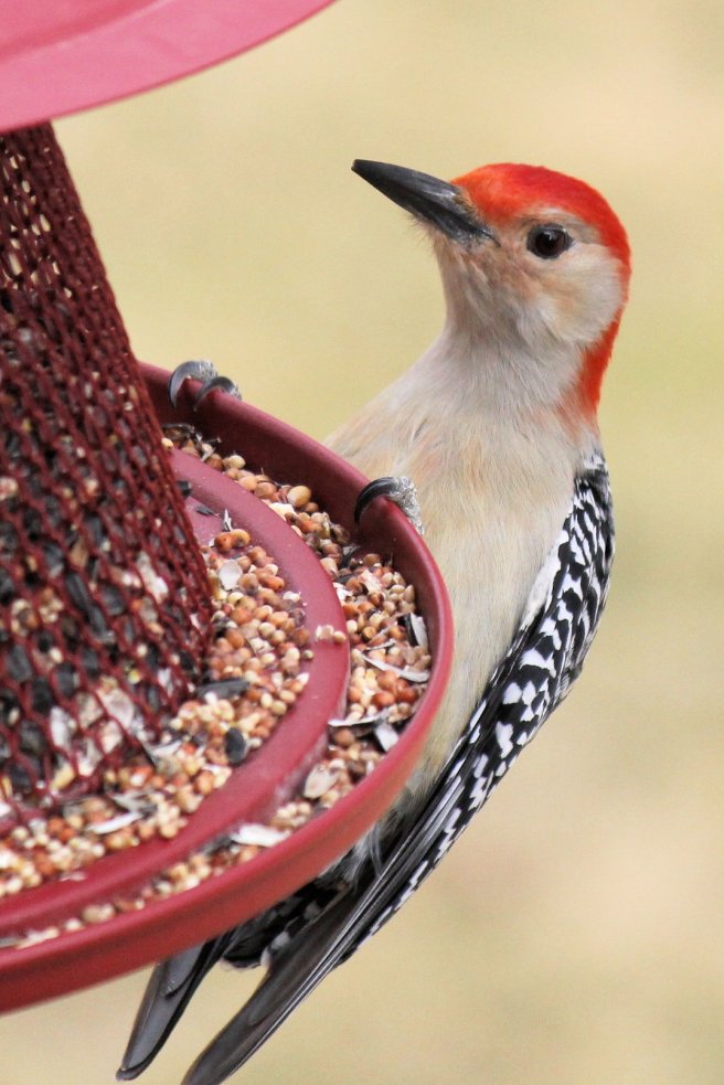 woodpecker