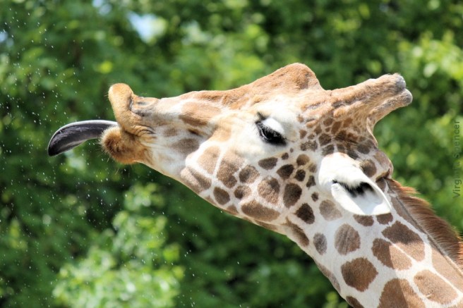 blog giraffe drinking water