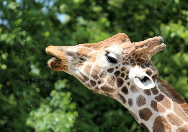 blog giraffe teeth drink