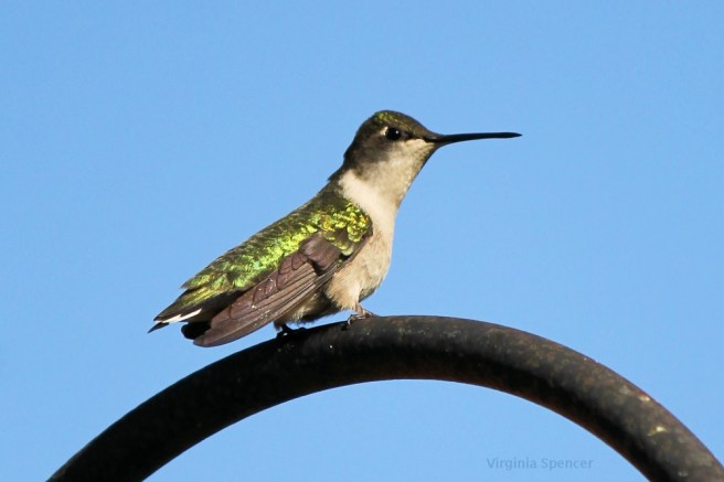 blog hummingbird green irredescence