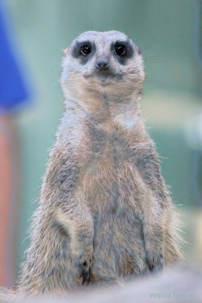 blog pensive meerkat