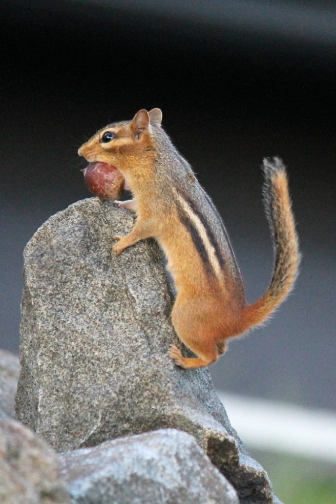 chipmunk