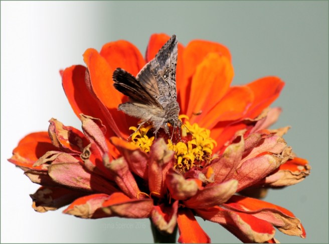 moth-zinnia-flower-insect