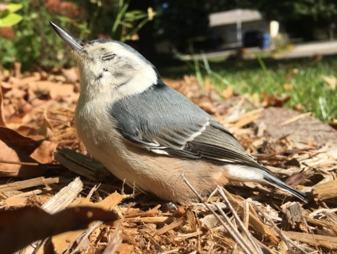 nuthatch-rose-breasted-bird