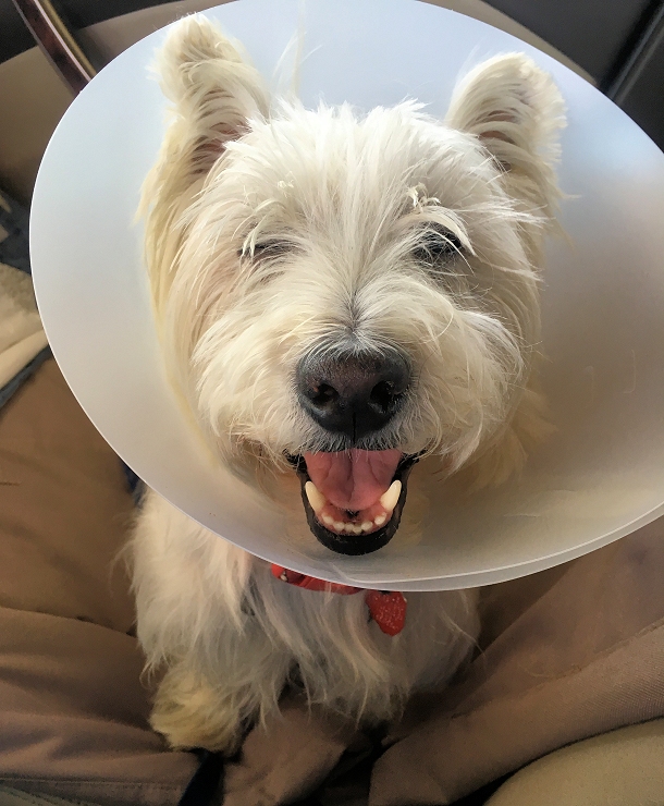 sampson-westie-dog-collar