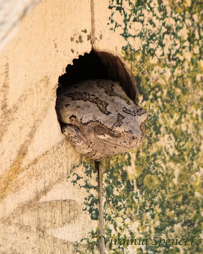 treefrog-sleeping-birdhouse