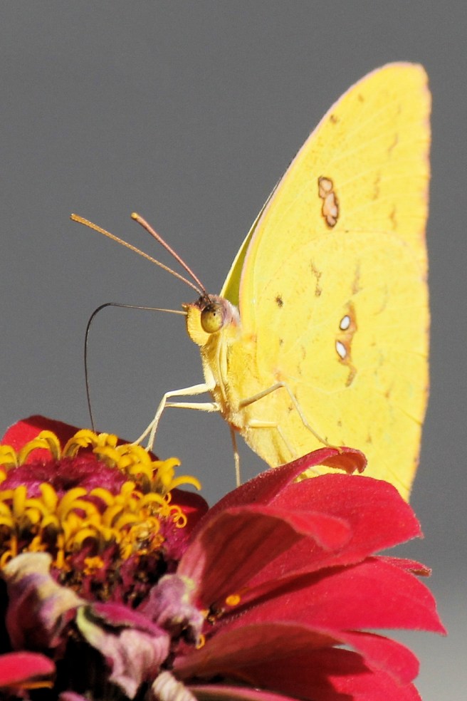 yellow-butterfly-photography