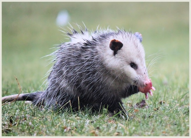 possum-radish-paws-small