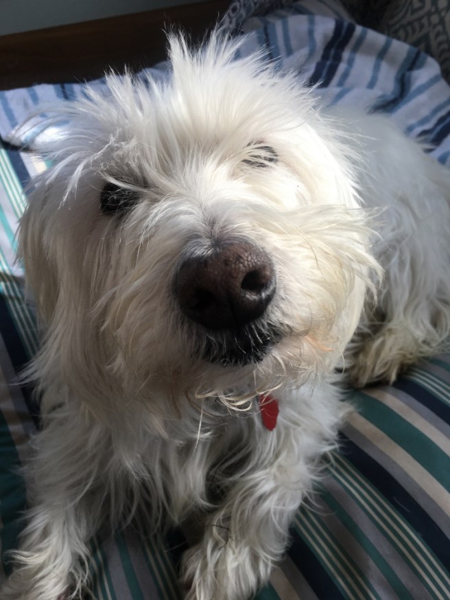 sampson-westie-dog-art